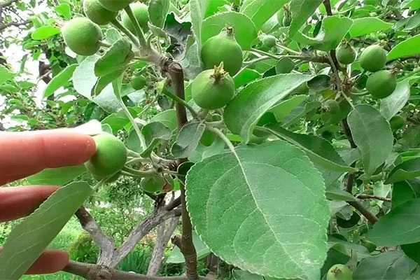 Нормирование урожая Яблони Долго7