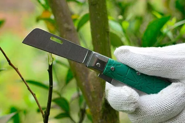 нож прививочный