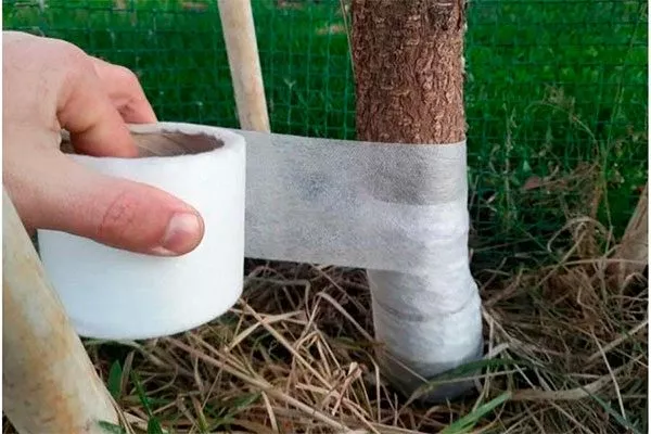 обернуть стволы светлым, воздухопроницаемым материалом (например, спанбондом) для защиты от механических повреждений