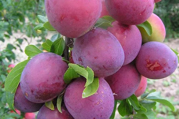 Обильная посадка алычи22