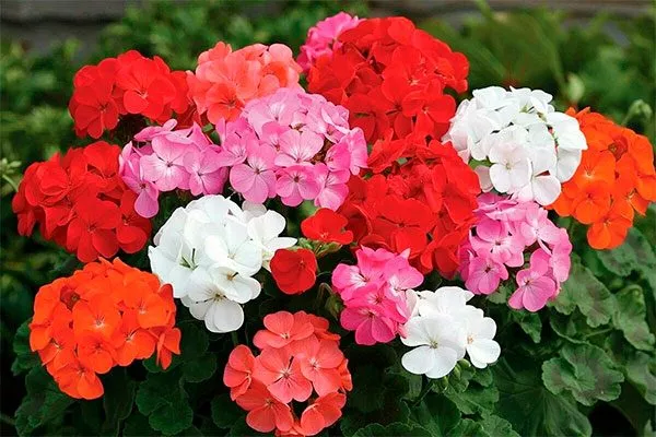 обильное цветение формировка 11