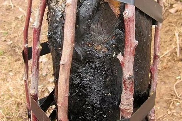 обмазать варом