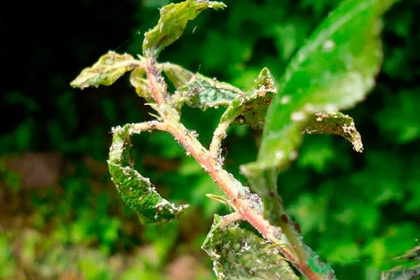 Оборвите листву с признаками присутствия паразита Тля на груше27