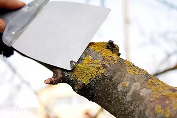 Обработка коры