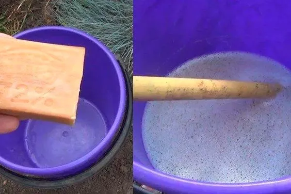 обработку мыльной водой Тля на груше28