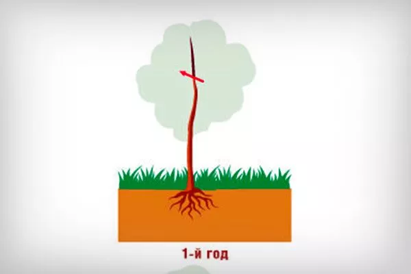 обрезка 1 г Обрезка яблони31