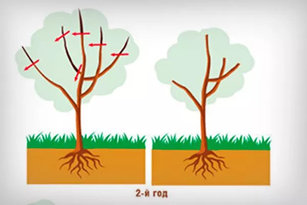обрезка 2 г Обрезка яблони32