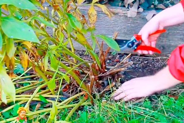 обрезка 2 пересадка пионов21