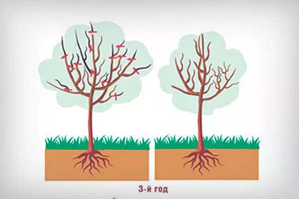 обрезка 3 г Обрезка яблони33