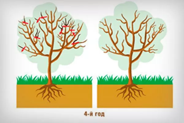 обрезка 4 г Обрезка яблони34