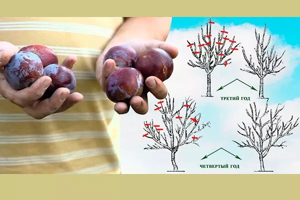 Обрезка Алыча и слива8