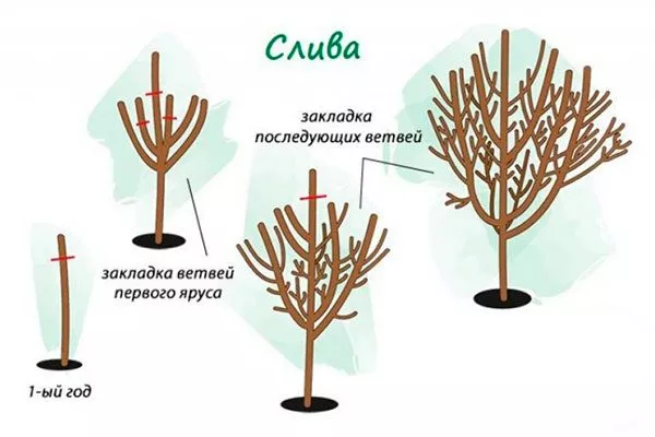 Обрезка для сибири и урала31