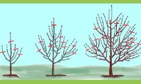 Обрезка и формировка яблони уральское наливное8