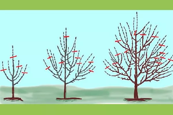 Обрезка и формировка яблони уральское наливное8