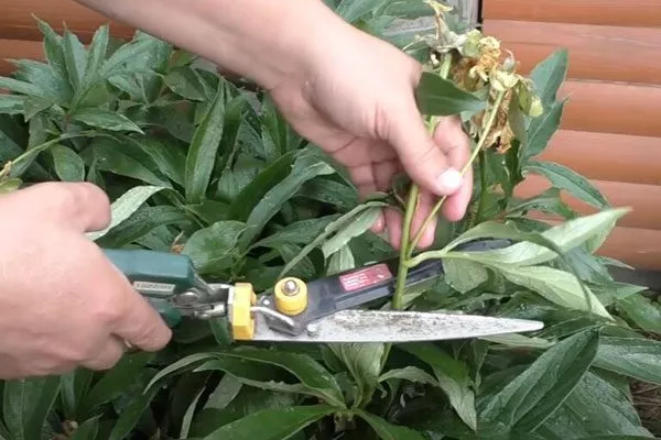 Обрезка и поддержка пиона Ред Чарм7