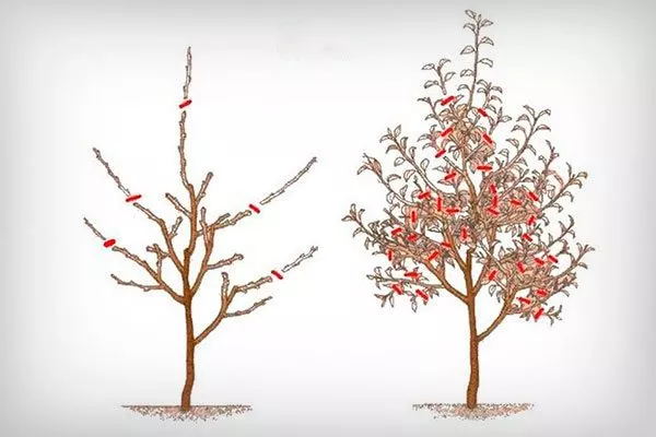 обрезка карликовой Обрезка яблони37