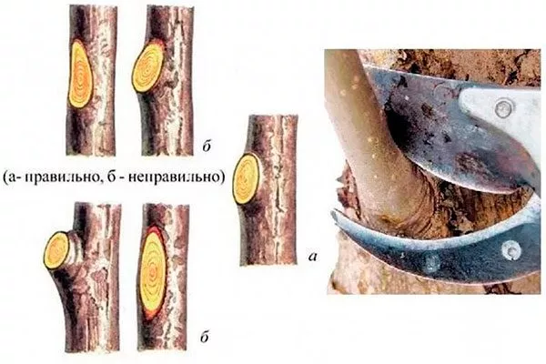 обрезка кольцом Обрезка яблони39