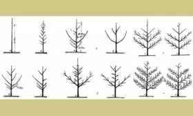 Обрезка кроны груши Память Жегалова9