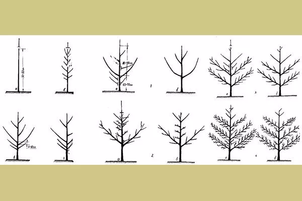 Обрезка кроны груши Память Жегалова9