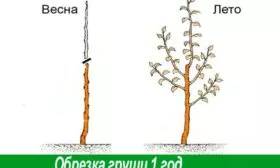 Обрезка кроны2 груши Память Жегалова10