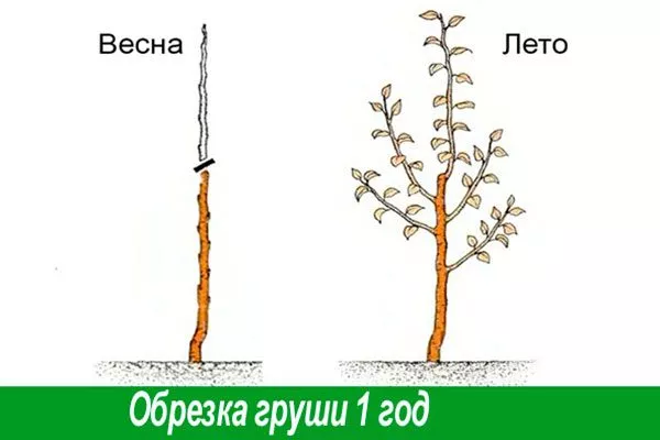 Обрезка кроны2 груши Память Жегалова10
