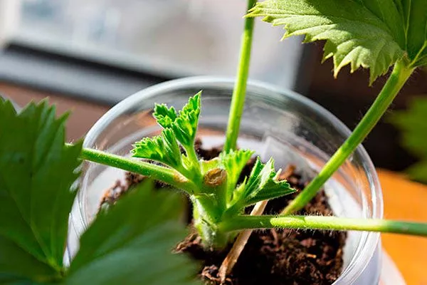 Обрезка молодых кустов Формирование герани11