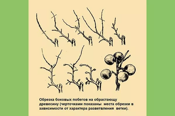 обрезка побегов Обрезка хурмы12