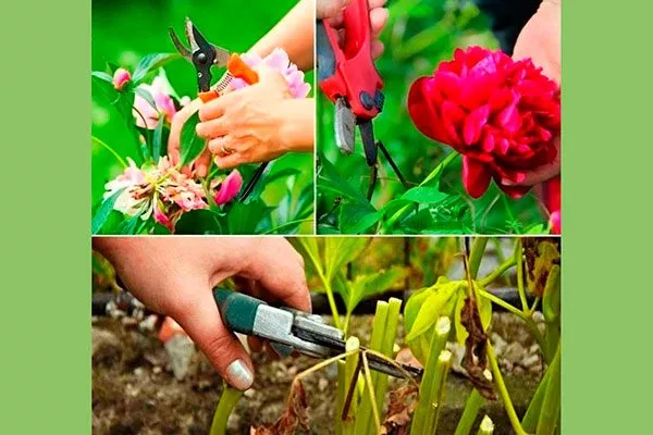 Обрезка посадка пионов14