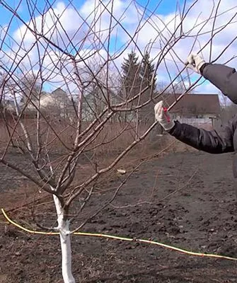 обрезка сливы