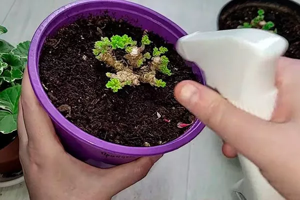 Обрезка старых пеларгоний, которые никогда не формировались Формирование герани12