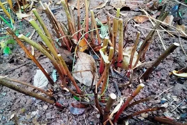 обрезка травянистых обрезка пионов12