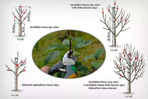 обрезка уход за грушей33