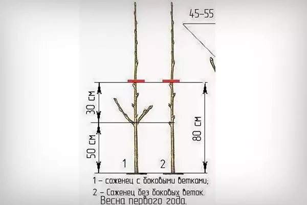 обрезка в 1 год Обрезка яблони35