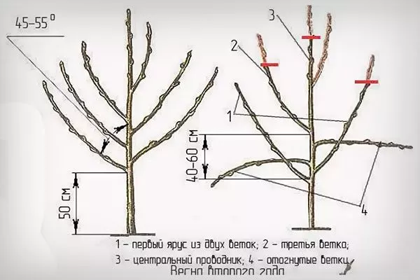обрезка в 2 год Обрезка яблони36
