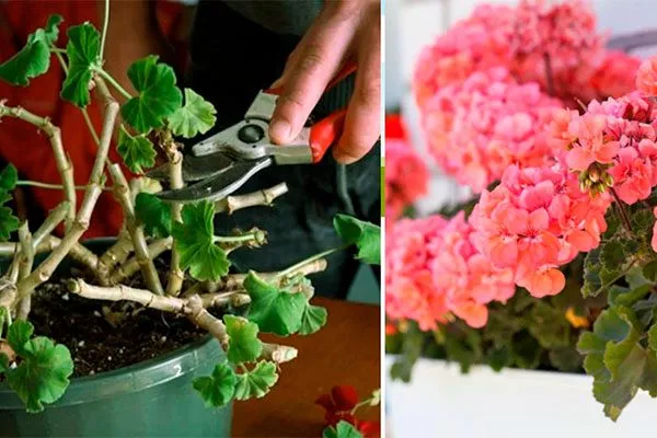Обрезка взрослых кустов пеларгоний Формирование герани9