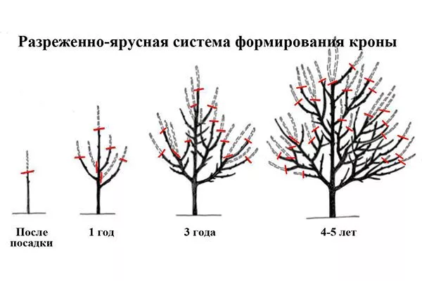 Обрезка яблони Августа