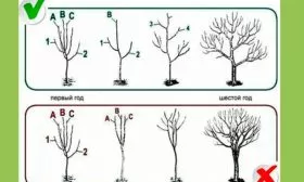 Обрезка Яблони Долго9