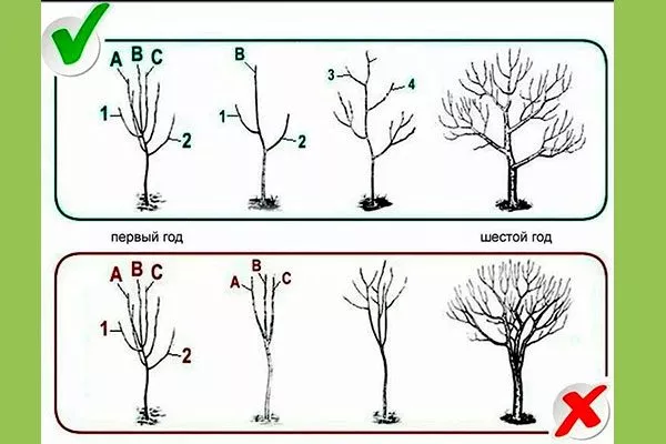 Обрезка Яблони Долго9