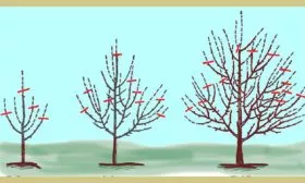 Обрезка Яблоня Беркутовское10