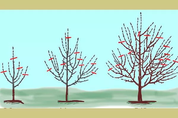 Обрезка Яблоня Беркутовское10