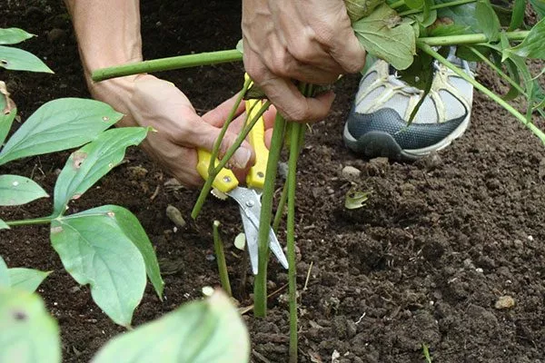 Обрезка1 посадка пионов15