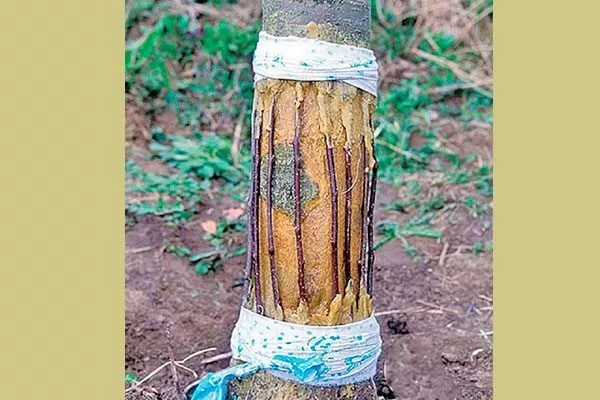 обвязать ствол