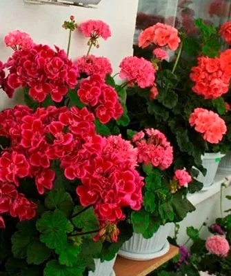 обычная формировка 44