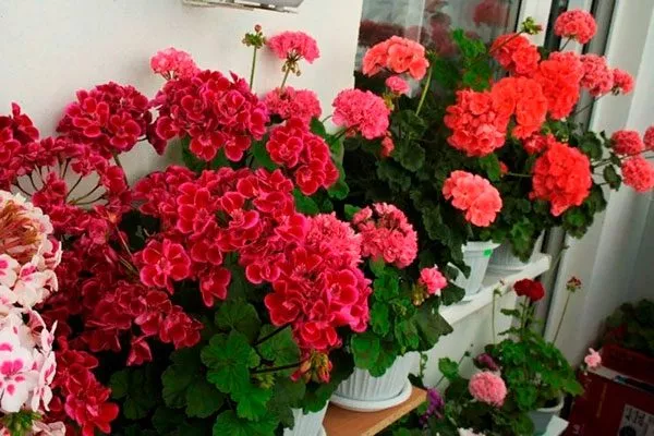 обычная формировка 44