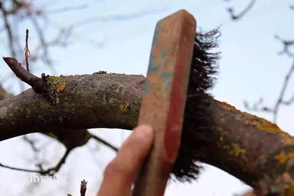 Очищайте ствол и нижние ветви от отслаивающейся коры, лишайников для сибири и урала35