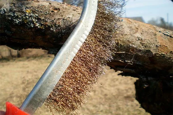 очистите ствол от мха Тля на груше32