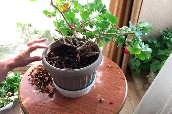 очистка куста Формирование герани13