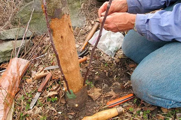 Очистьте место прививки