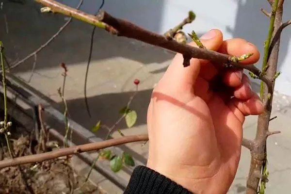 Одеревеневших черенков размножение алычи20