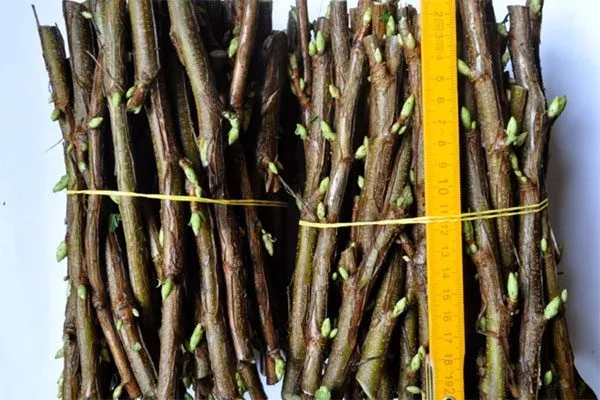 Одеревеневших2 размножение алычи21